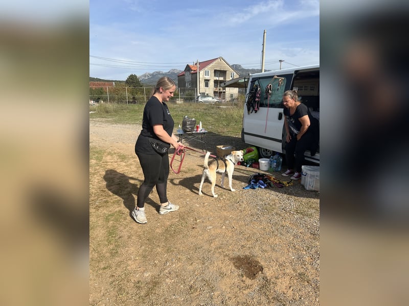 Anfängerhund Monty sucht seine Familie!