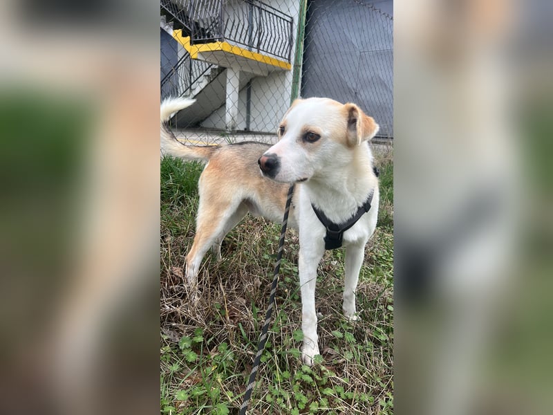 Anfängerhund Monty sucht seine Familie!