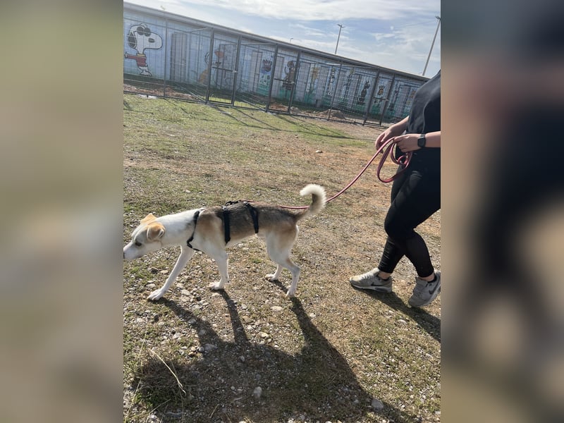Anfängerhund Monty sucht seine Familie!