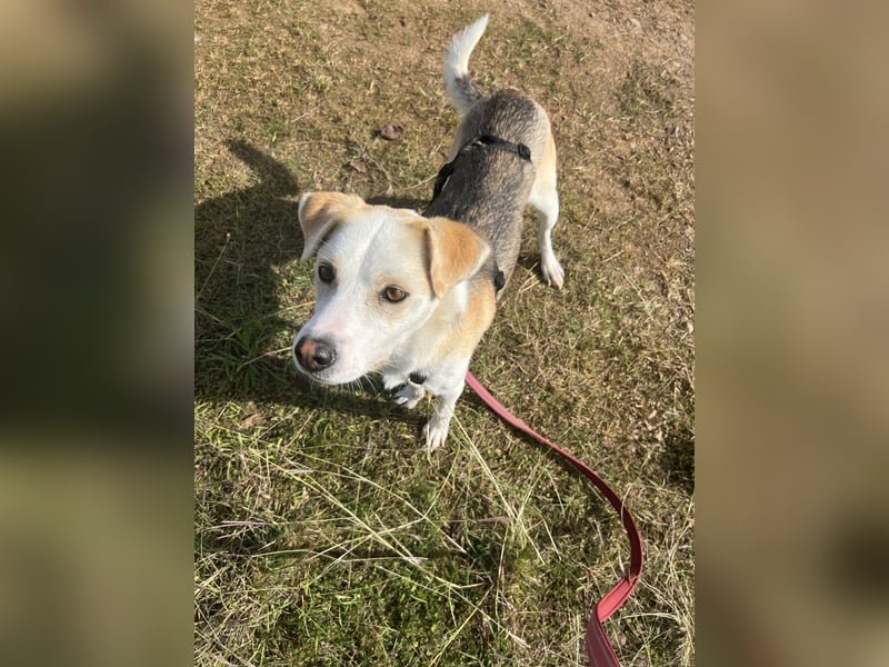 Anfängerhund Monty sucht seine Familie!