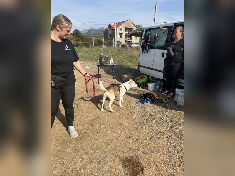 Anfängerhund Monty sucht seine Familie!