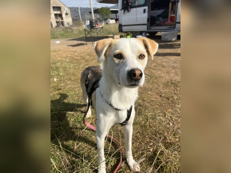 Anfängerhund Monty sucht seine Familie!