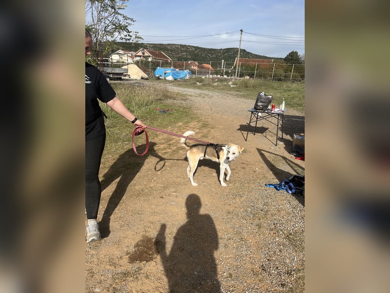 Anfängerhund Monty sucht seine Familie!
