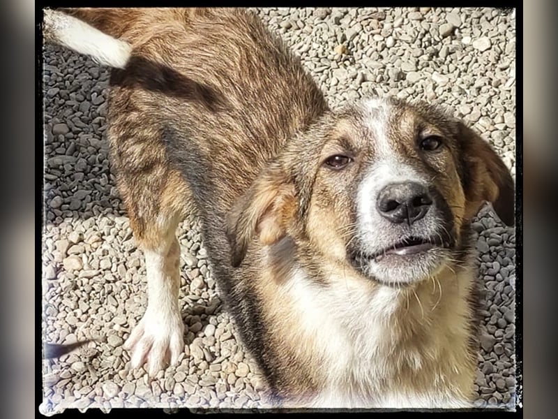 Der wunderschöne Nerino sucht erfahrene Hundehalter