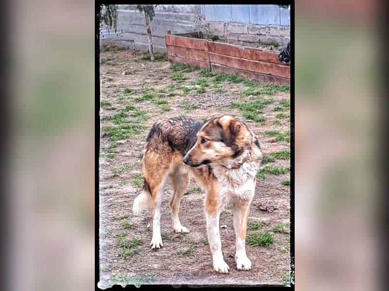 Der wunderschöne Nerino sucht erfahrene Hundehalter
