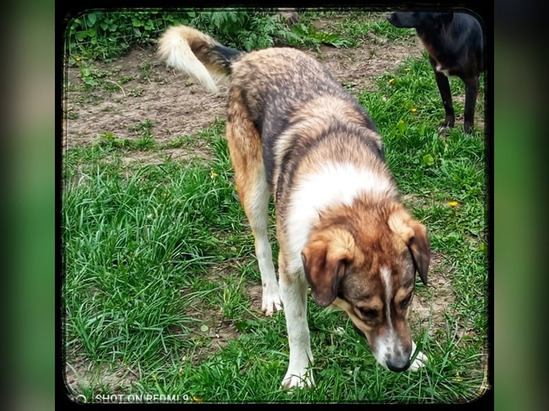 Der wunderschöne Nerino sucht erfahrene Hundehalter