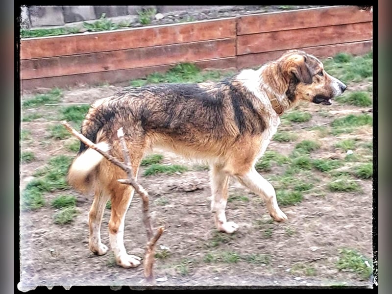 Der wunderschöne Nerino sucht erfahrene Hundehalter