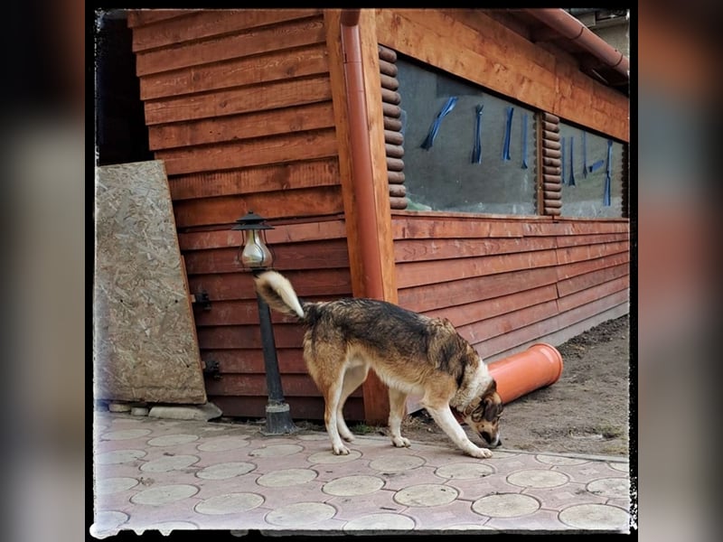 Der wunderschöne Nerino sucht erfahrene Hundehalter