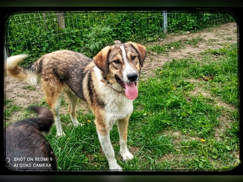 Der wunderschöne Nerino sucht erfahrene Hundehalter