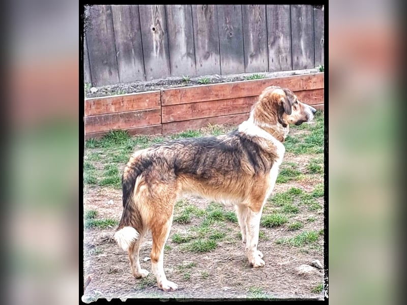 Der wunderschöne Nerino sucht erfahrene Hundehalter