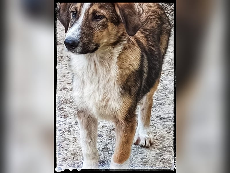 Der wunderschöne Nerino sucht erfahrene Hundehalter