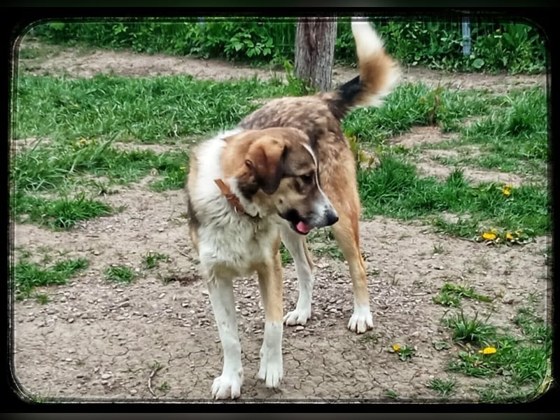 Der wunderschöne Nerino sucht erfahrene Hundehalter