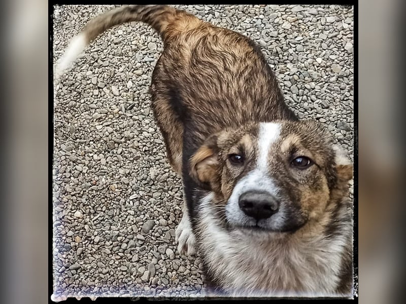 Der wunderschöne Nerino sucht erfahrene Hundehalter