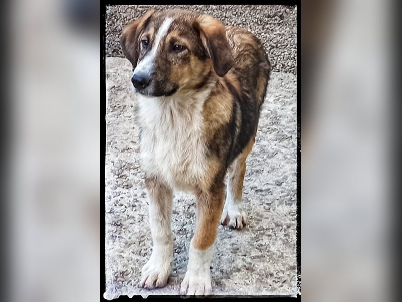 Der wunderschöne Nerino sucht erfahrene Hundehalter