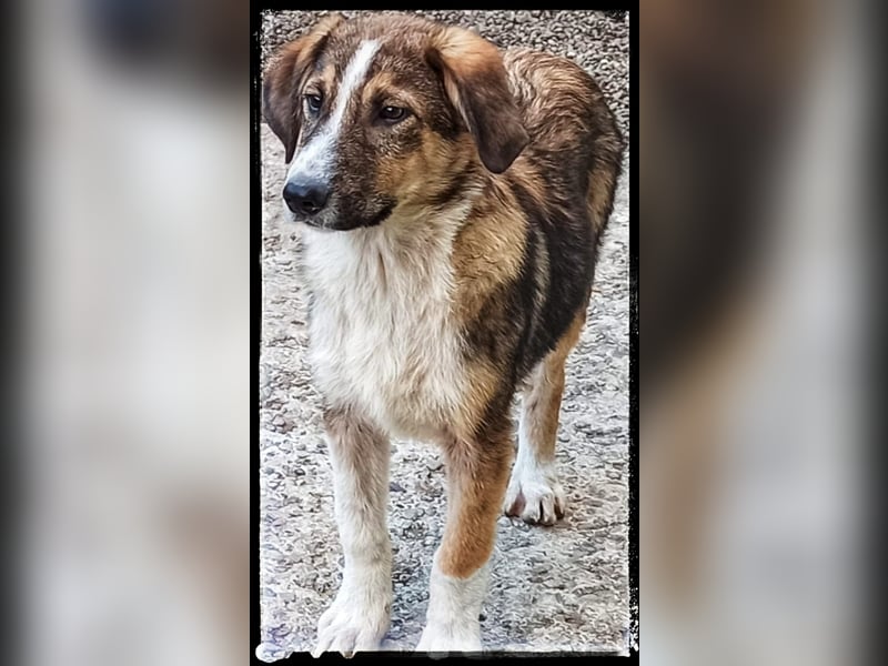 Der wunderschöne Nerino sucht erfahrene Hundehalter