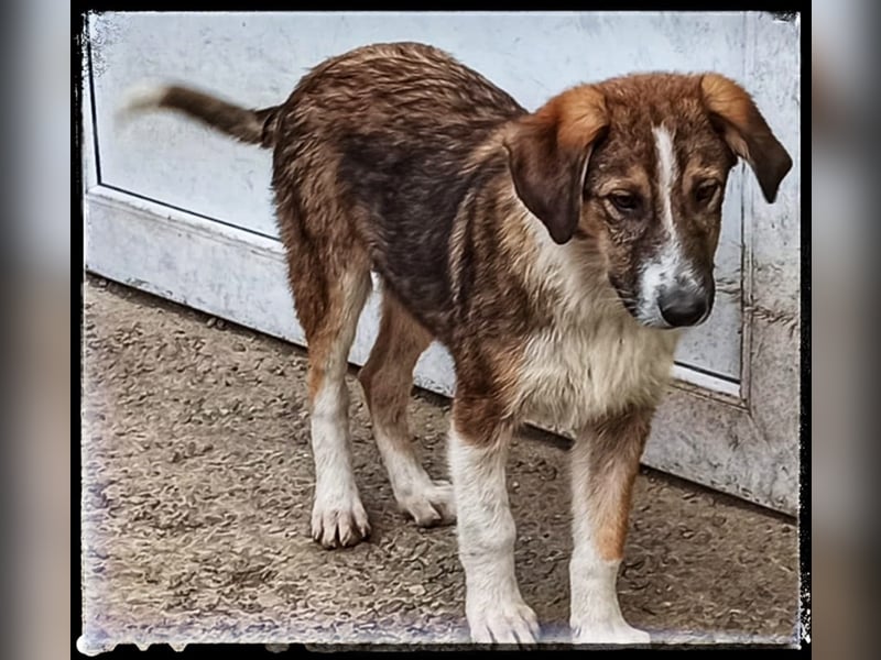 Der wunderschöne Nerino sucht erfahrene Hundehalter