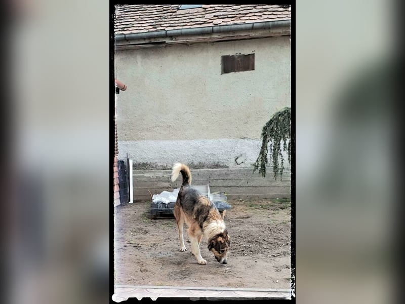 Der wunderschöne Nerino sucht erfahrene Hundehalter