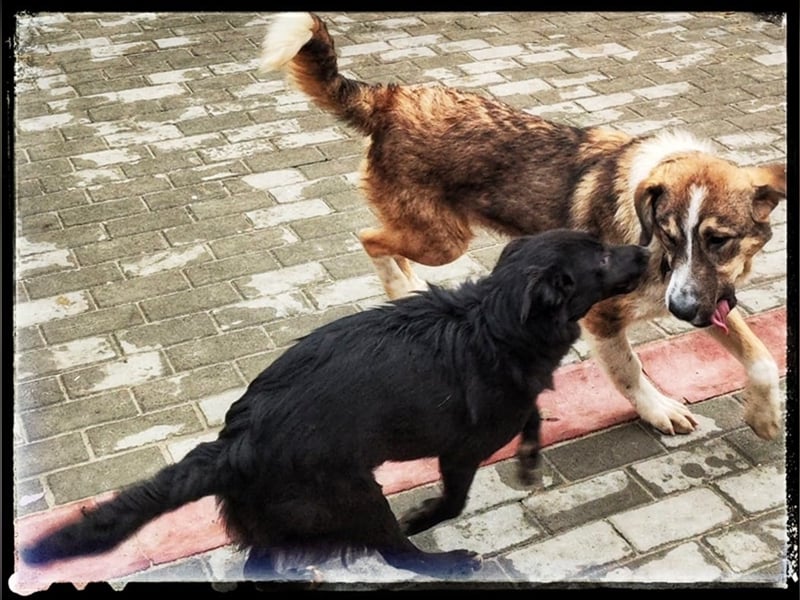 Der wunderschöne Nerino sucht erfahrene Hundehalter