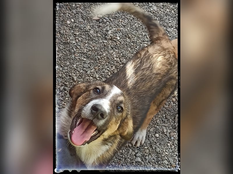 Der wunderschöne Nerino sucht erfahrene Hundehalter