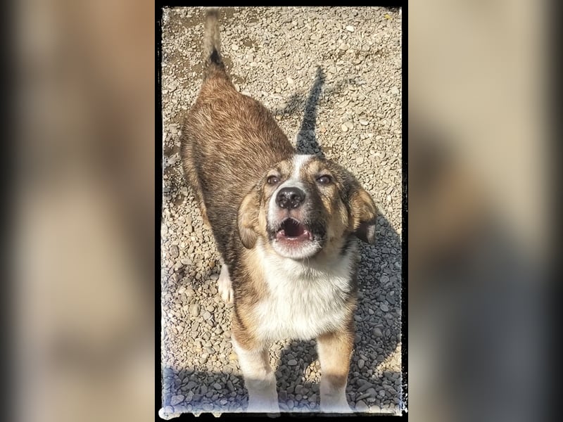 Der wunderschöne Nerino sucht erfahrene Hundehalter