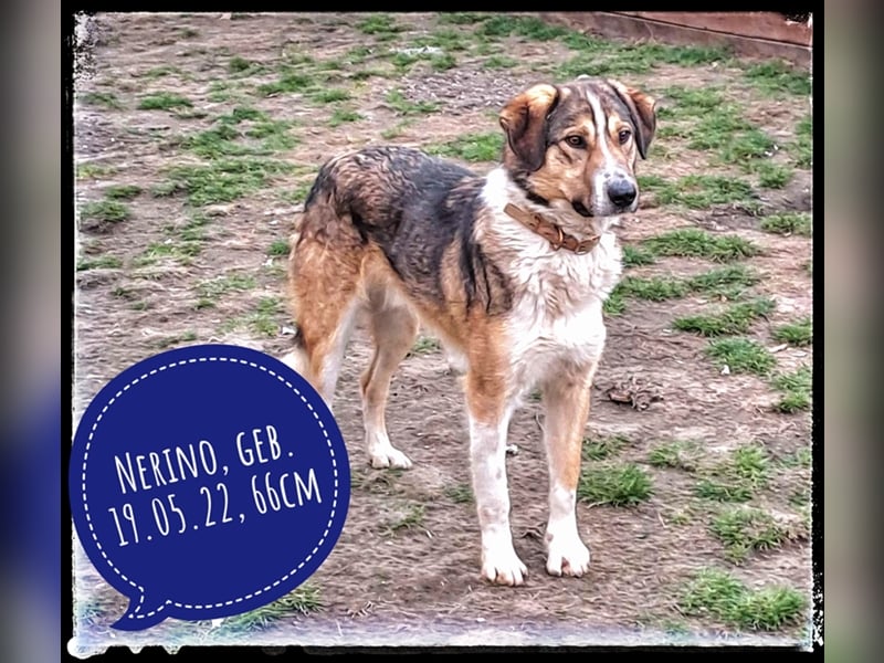 Der wunderschöne Nerino sucht erfahrene Hundehalter