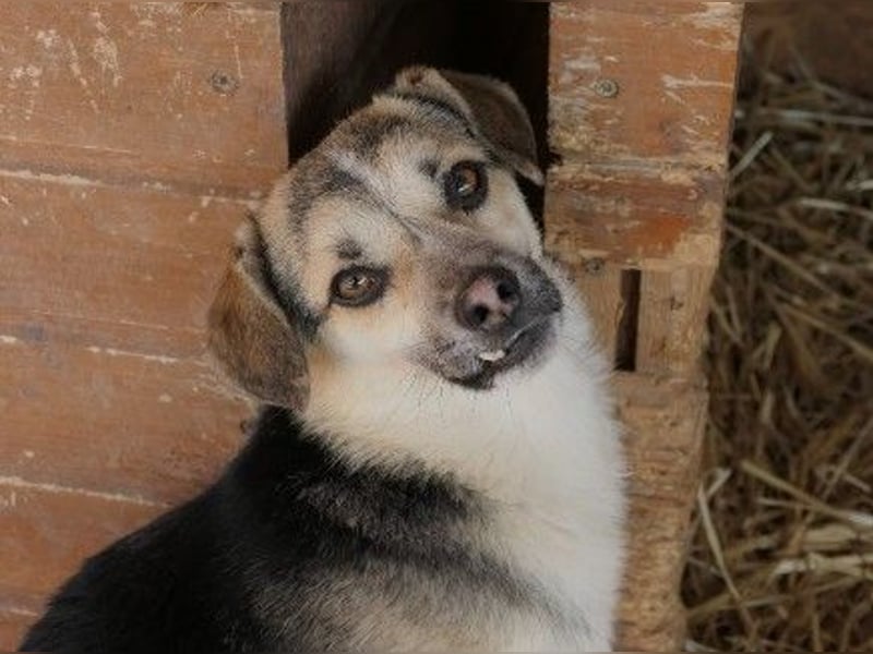 drolliger, pfiffiger Flocki sucht Herzensmenschen