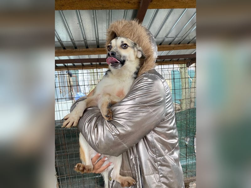 drolliger, pfiffiger Flocki sucht Herzensmenschen