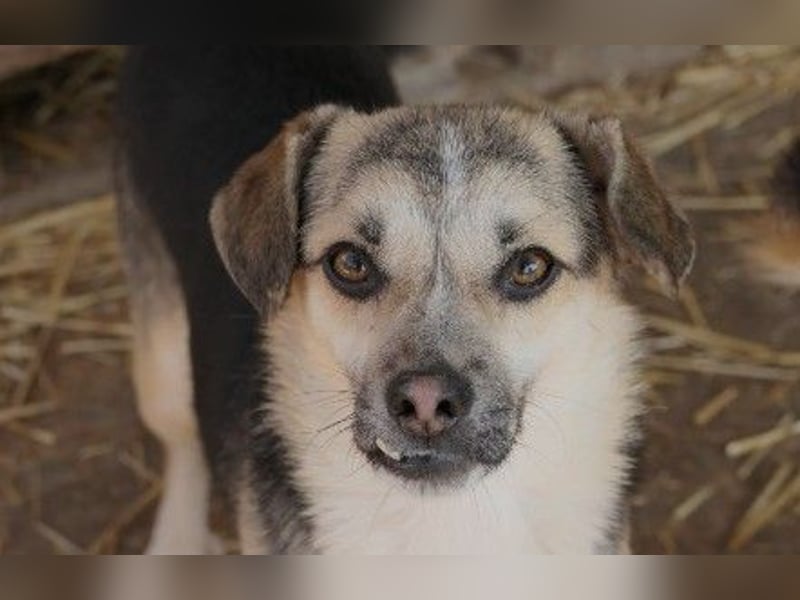 drolliger, pfiffiger Flocki sucht Herzensmenschen