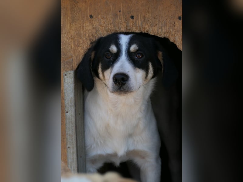Junghund Kaami braucht dringend ein Zuhause oder Pflegestelle