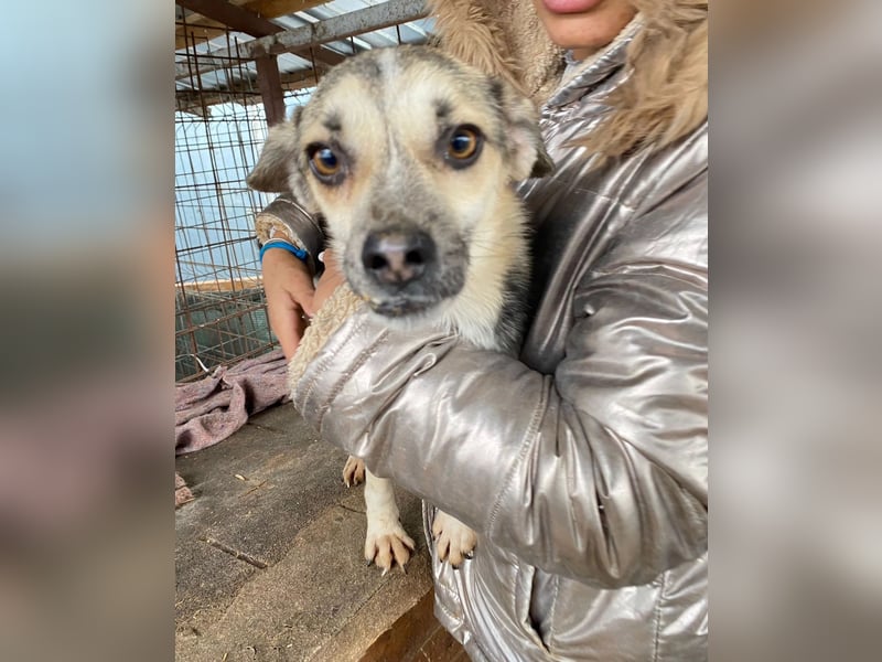 drolliger, pfiffiger Flocki sucht Herzensmenschen