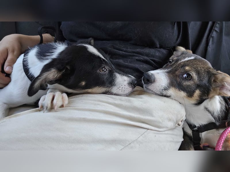 ACHILLES-ein Herz voller Neugier sucht sein "Für-immer-Zuhause"