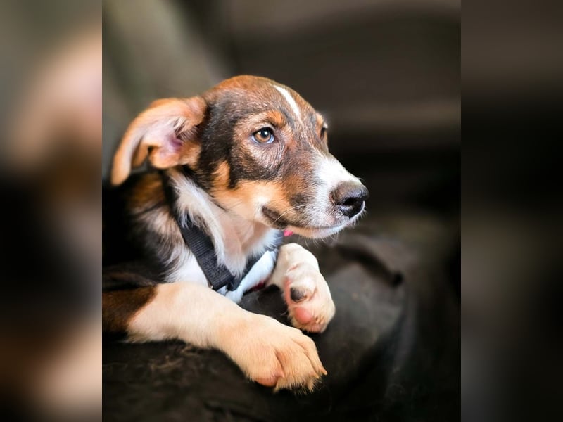 ACHILLES-ein Herz voller Neugier sucht sein "Für-immer-Zuhause"