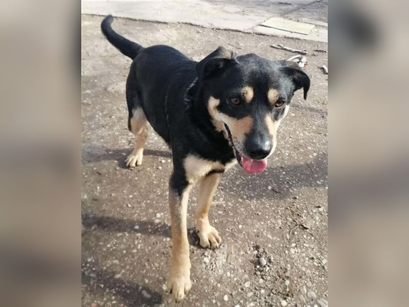 Charly sehnt sich nach einem Kumpel