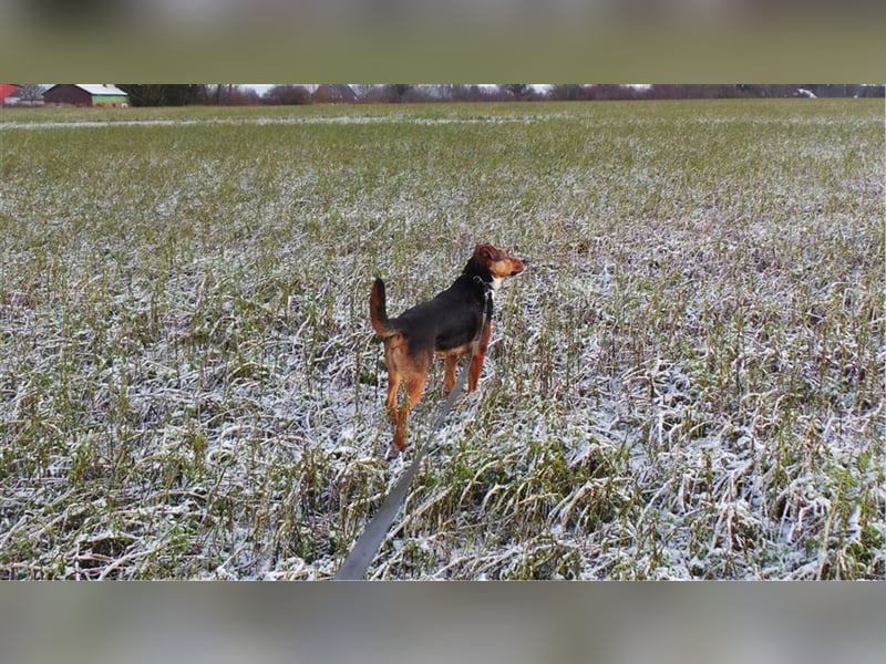 COOPER, kräftiger Bursche sucht hundeerfahrene Familie