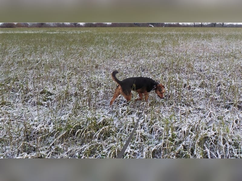 COOPER, kräftiger Bursche sucht hundeerfahrene Familie