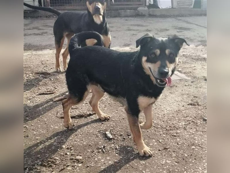 Charly sehnt sich nach einem Kumpel