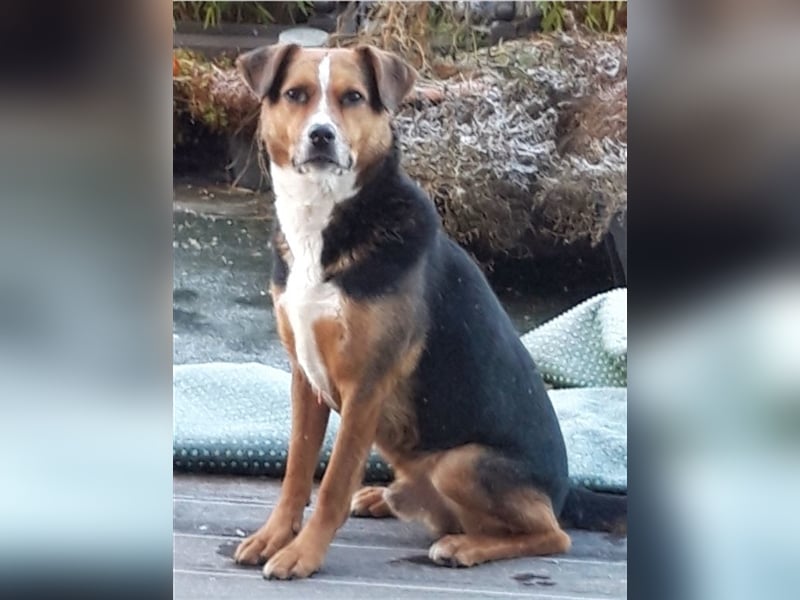 COOPER, kräftiger Bursche sucht hundeerfahrene Familie