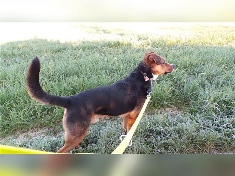 COOPER, kräftiger Bursche sucht hundeerfahrene Familie