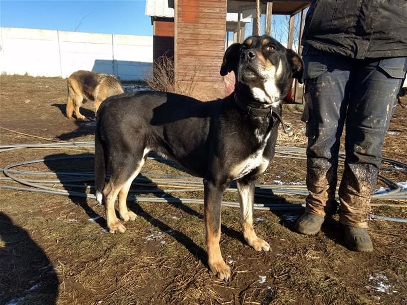 Lurko, ruhig, lieb, ausgeglichen + schön