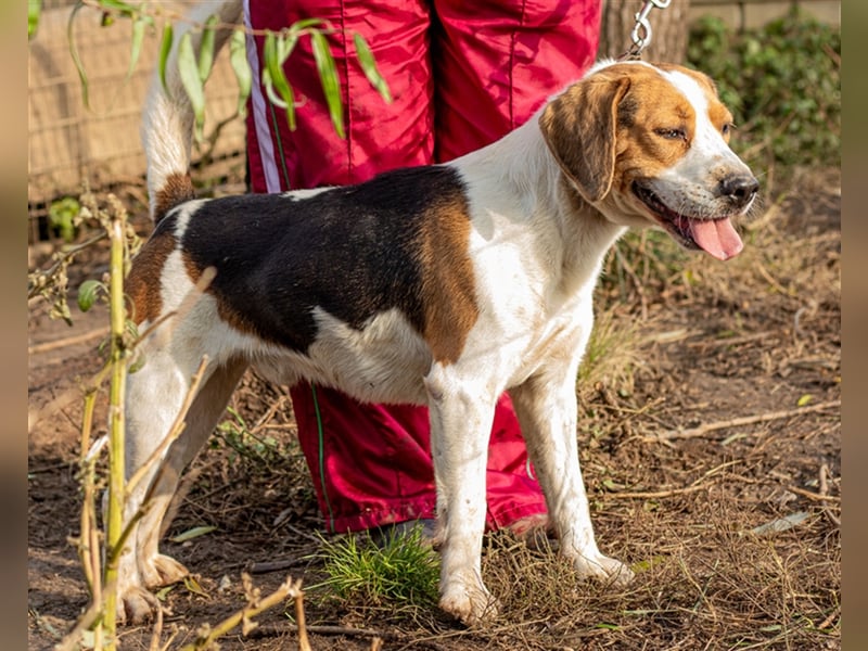 Manolino, agiles Kerlchen hat sein Herrchen verloren und sucht neuen Familienanschluß