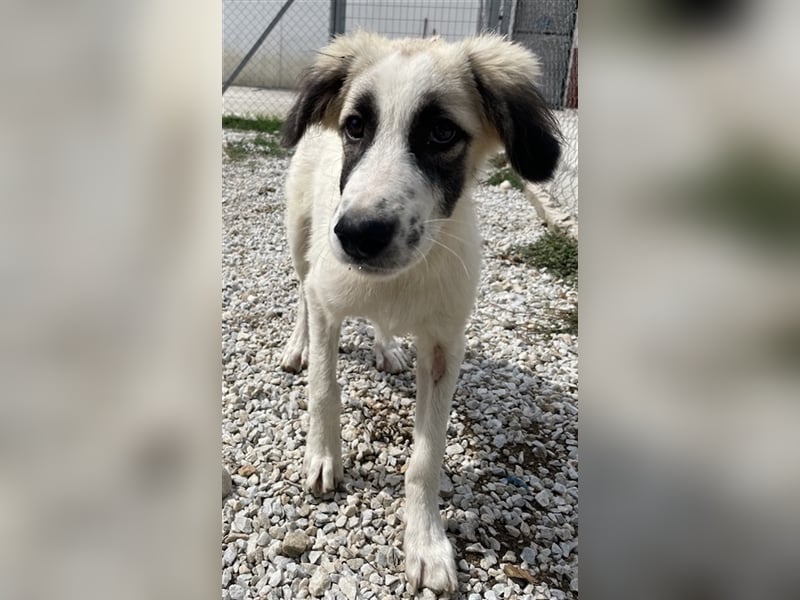 Bo, geb. ca. 05/2022, lebt in GRIECHENLAND, im städt. Tierheim Serres