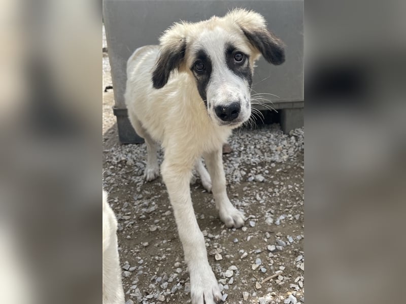 Bo, geb. ca. 05/2022, lebt in GRIECHENLAND, im städt. Tierheim Serres