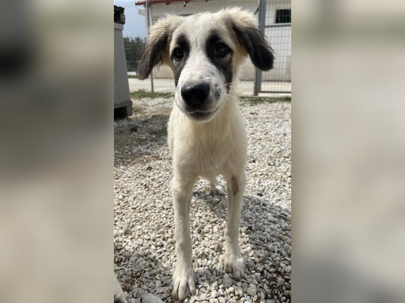 Bo, geb. ca. 05/2022, lebt in GRIECHENLAND, im städt. Tierheim Serres