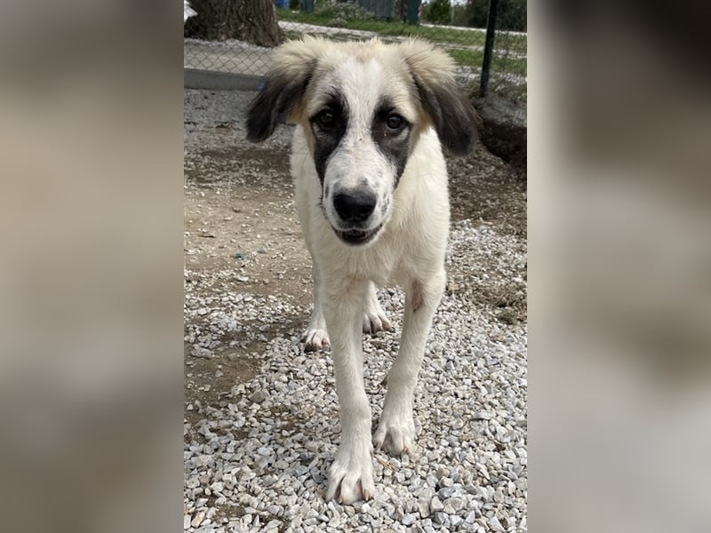 Bo, geb. ca. 05/2022, lebt in GRIECHENLAND, im städt. Tierheim Serres