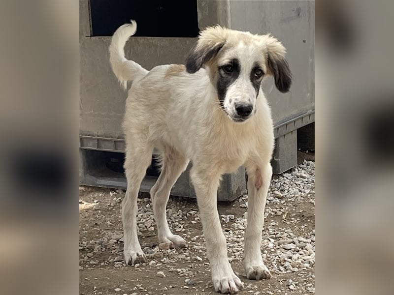 Bo, geb. ca. 05/2022, lebt in GRIECHENLAND, im städt. Tierheim Serres