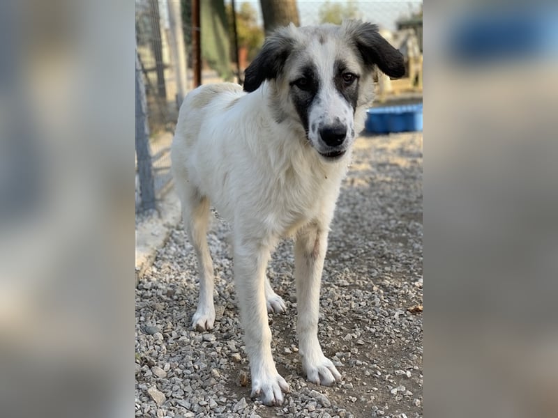 Bo, geb. ca. 05/2022, lebt in GRIECHENLAND, im städt. Tierheim Serres