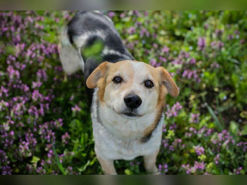 CHARLY-VITO – KLEINER SONNENSCHEIN SUCHT SEIN GLÜCK!