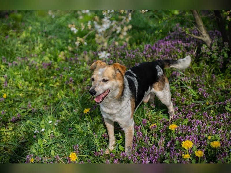 CHARLY-VITO – KLEINER SONNENSCHEIN SUCHT SEIN GLÜCK!