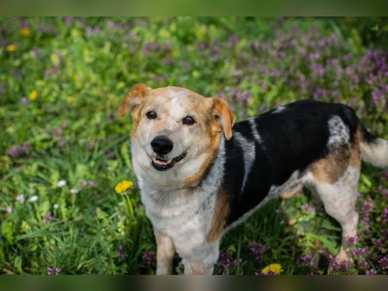 CHARLY-VITO – KLEINER SONNENSCHEIN SUCHT SEIN GLÜCK!