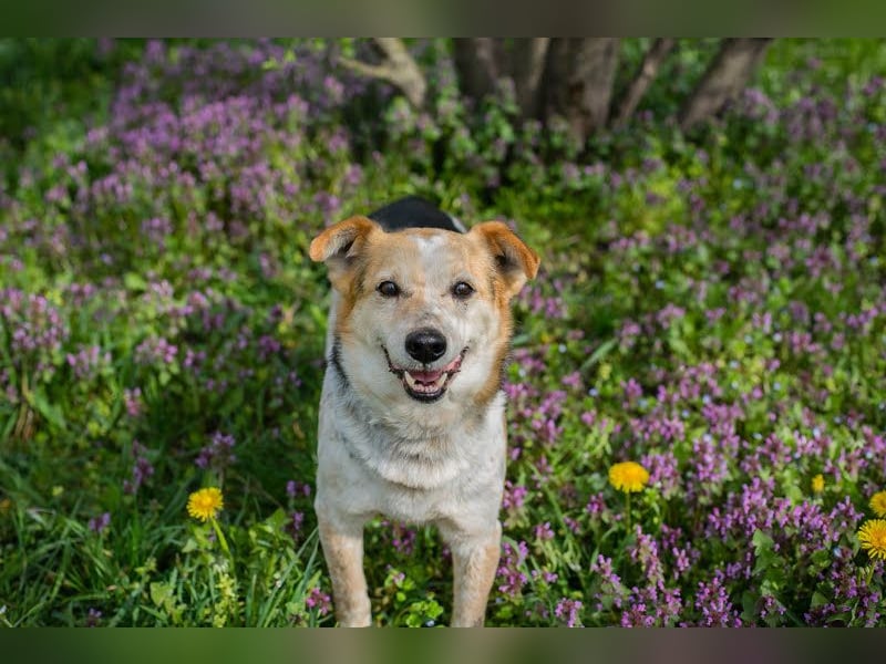 CHARLY-VITO – KLEINER SONNENSCHEIN SUCHT SEIN GLÜCK!